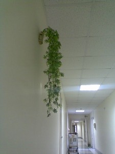 Единственное украшение в коридоре корпуса вот это диковинное пластмассовое растение. Из половинки березового полена свисает веселый водопад листьев коки.